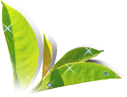 dsgn_360_leaves.png